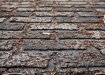 Roosevelt Roofing Images